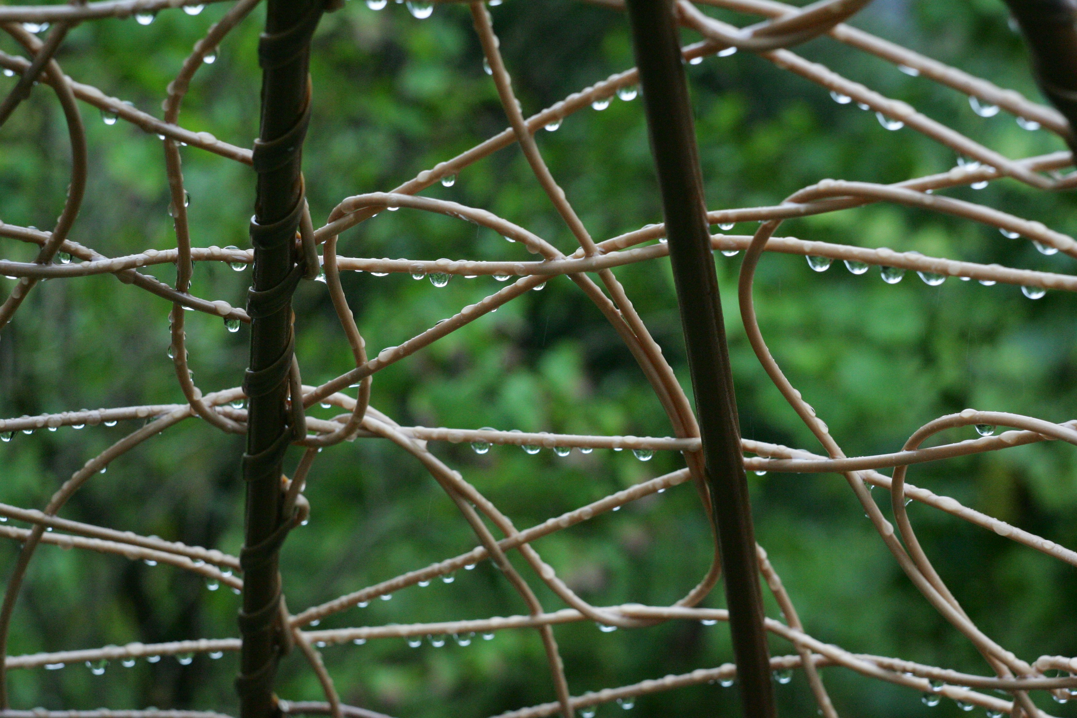 a close up of water droplets on a tree branch