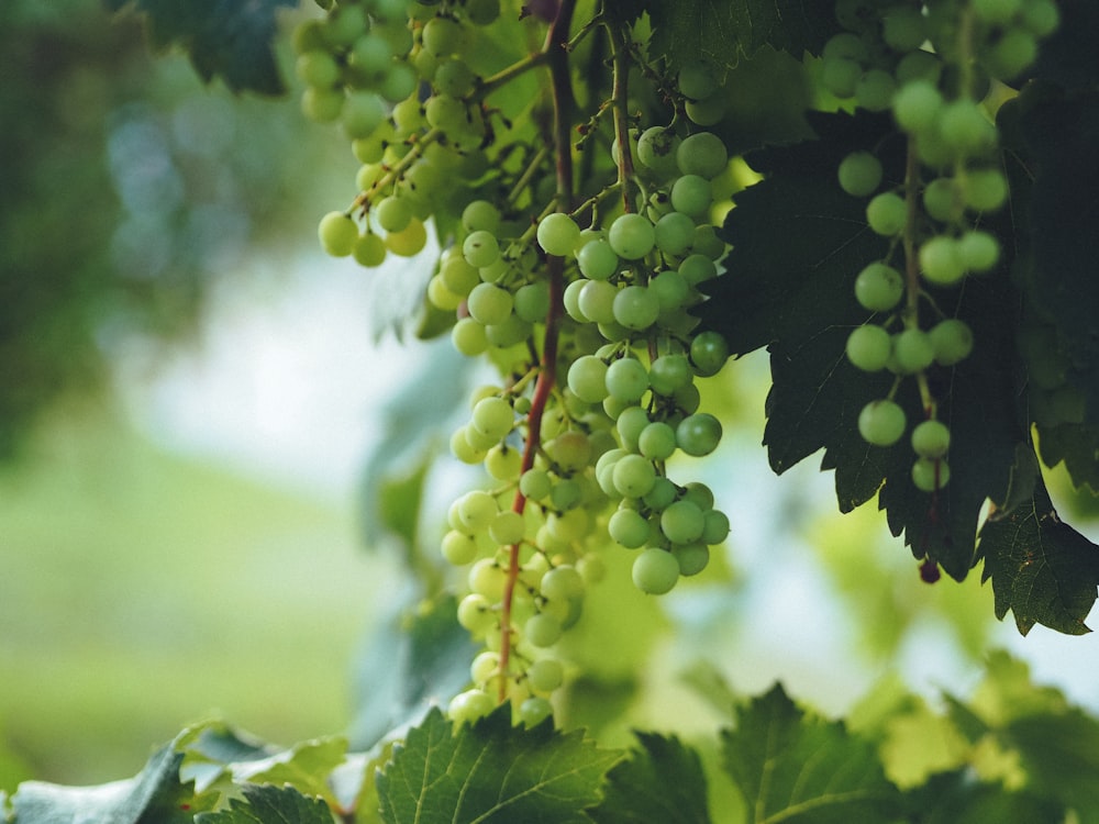 a bunch of green grapes hanging from a vine