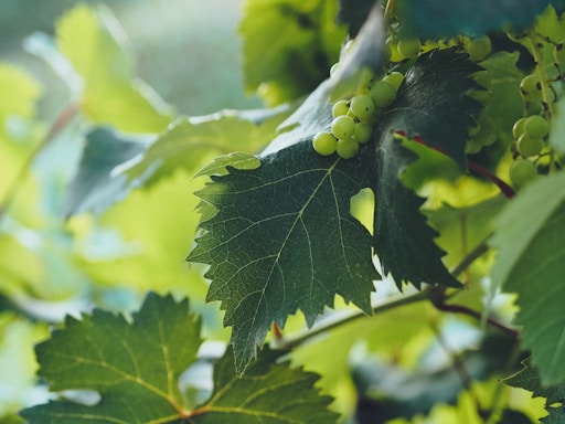 Close-up view of green grape leaves and a small cluster of unripe, green grapes. The image captures the texture and veins of the leaves, surrounded by a soft-focus background of more foliage.