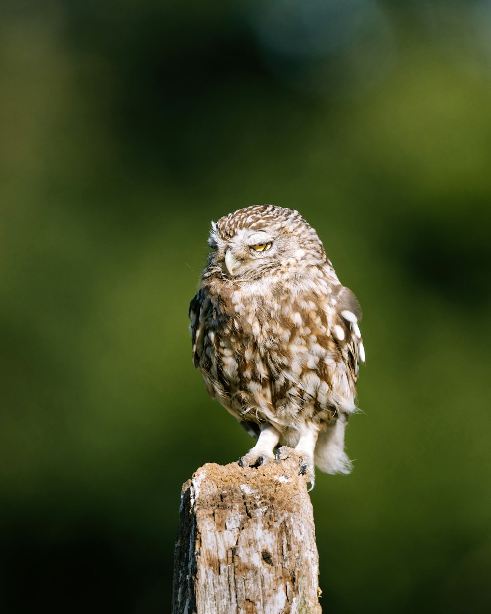 a small owl sitting on top of a wooden post