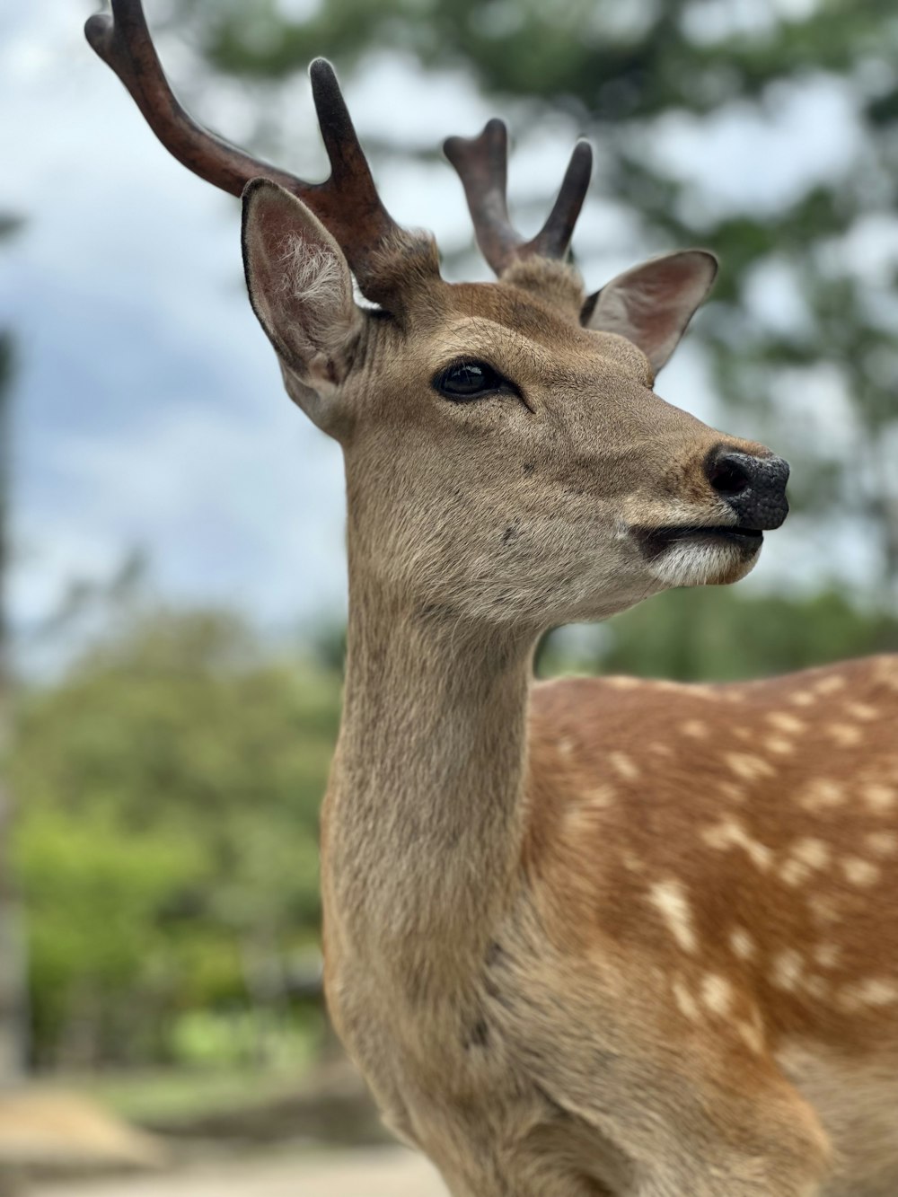 a close up of a deer's head with trees in the background