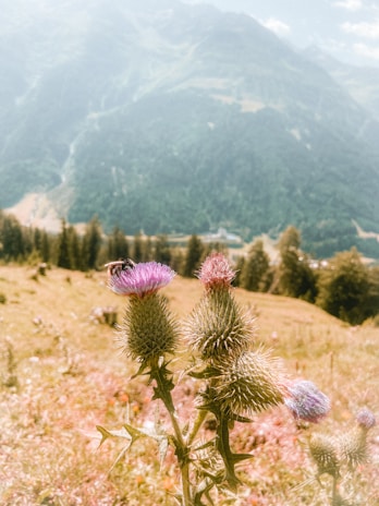 A serene mountain landscape with wild bees flying near blooming flowers.
