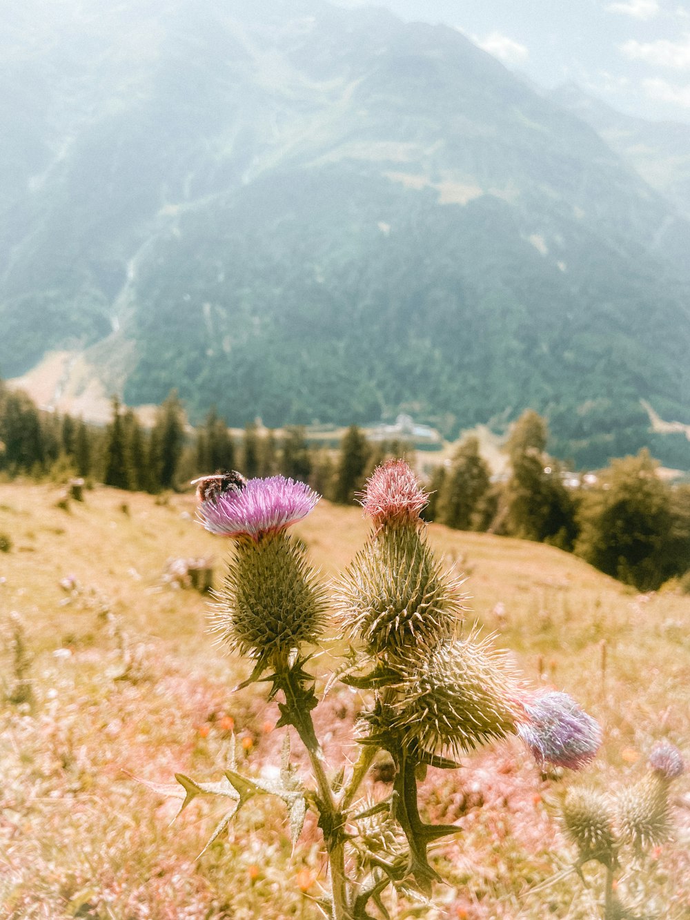 a flower in a field with mountains in the background