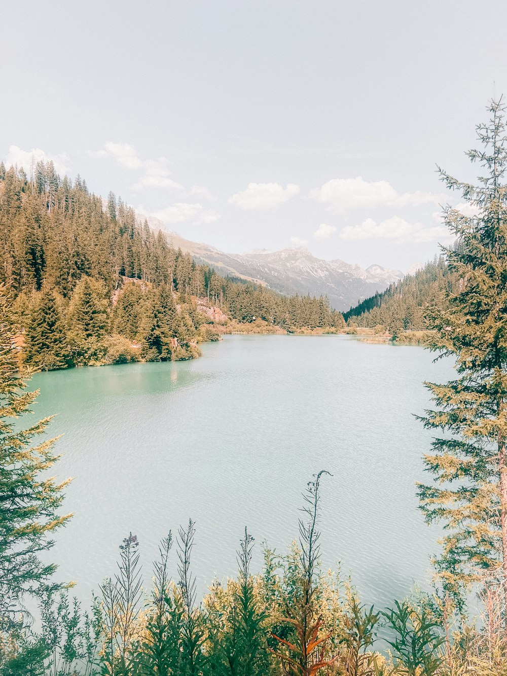 a large body of water surrounded by trees