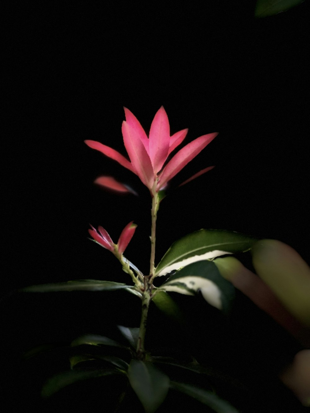 a pink flower with green leaves on a black background