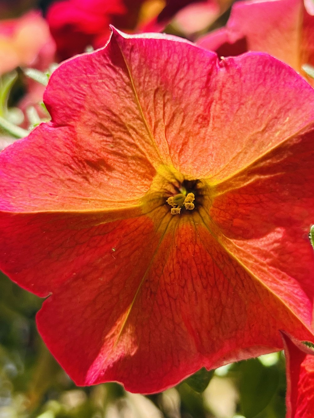 a close up of a red flower with green leaves