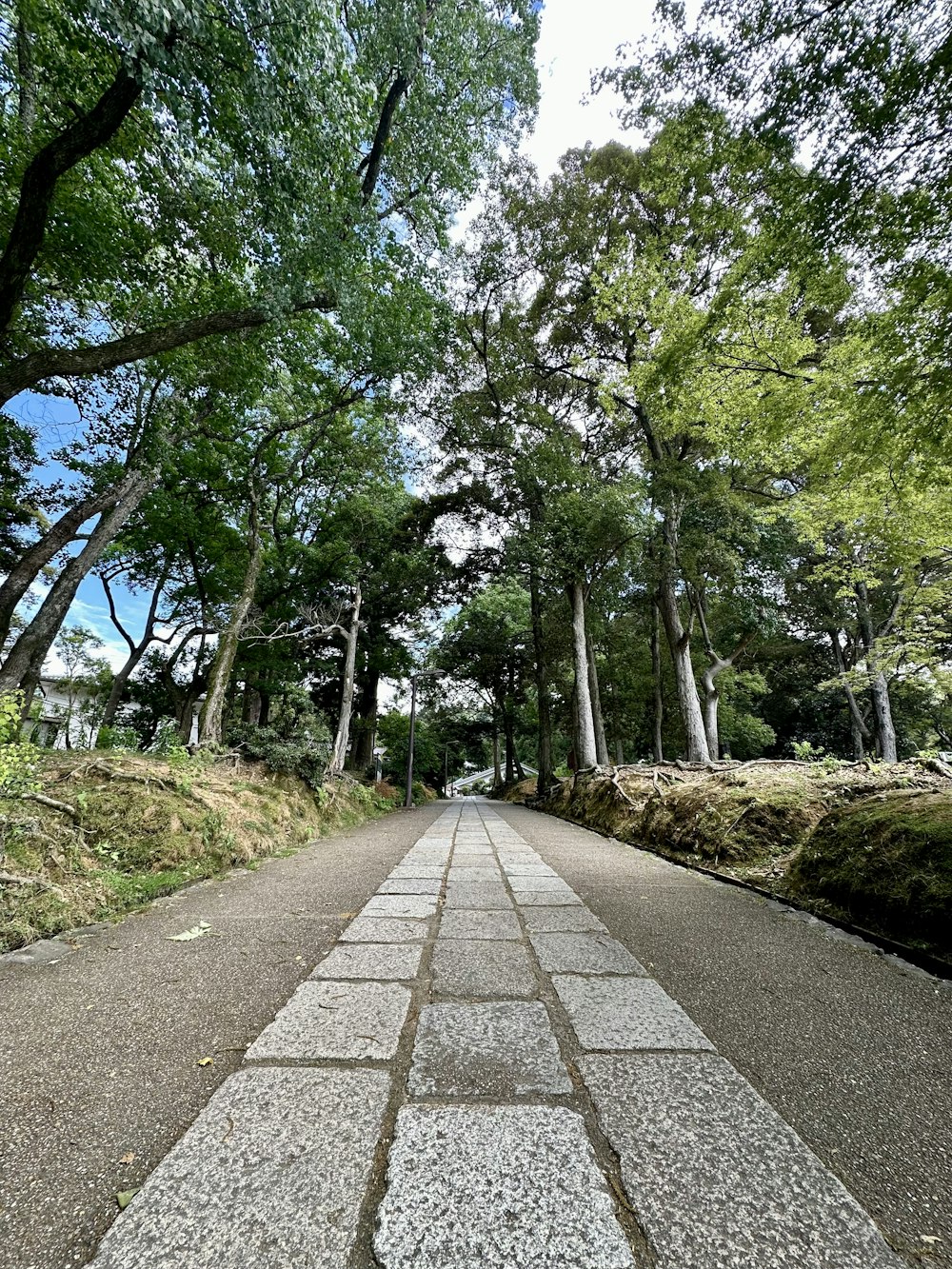 a paved path in the middle of a park