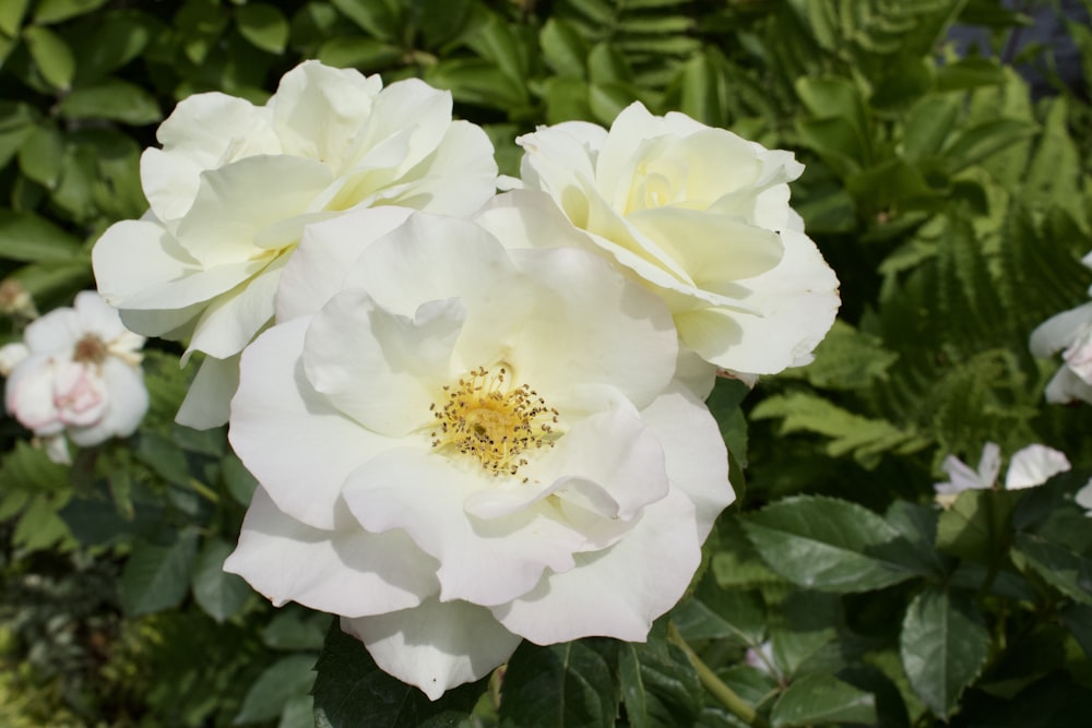 a close up of two white roses in a garden