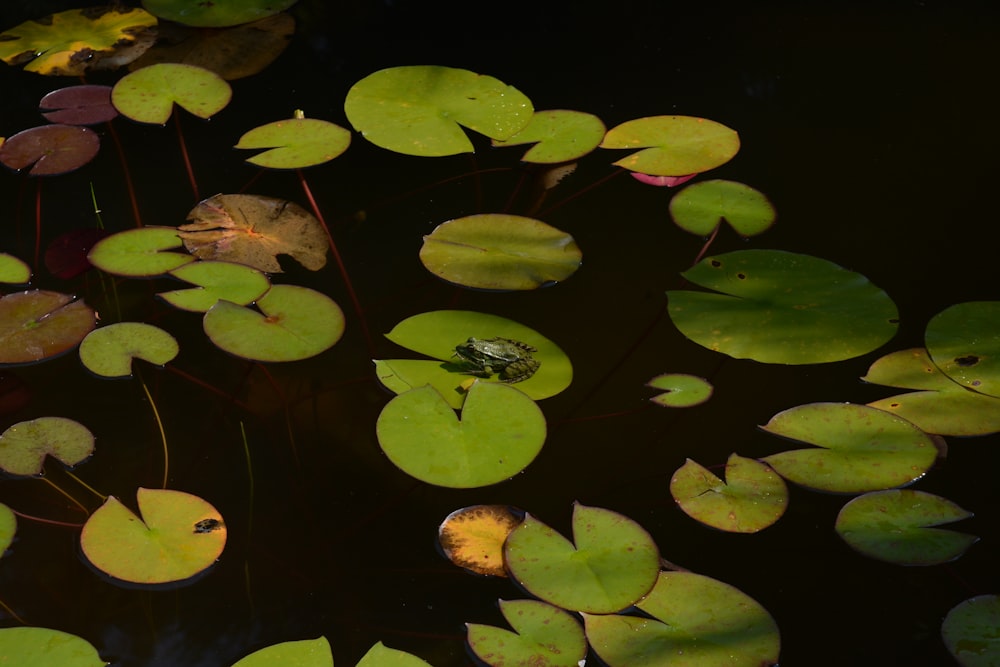 a group of lily pads floating on top of a body of water