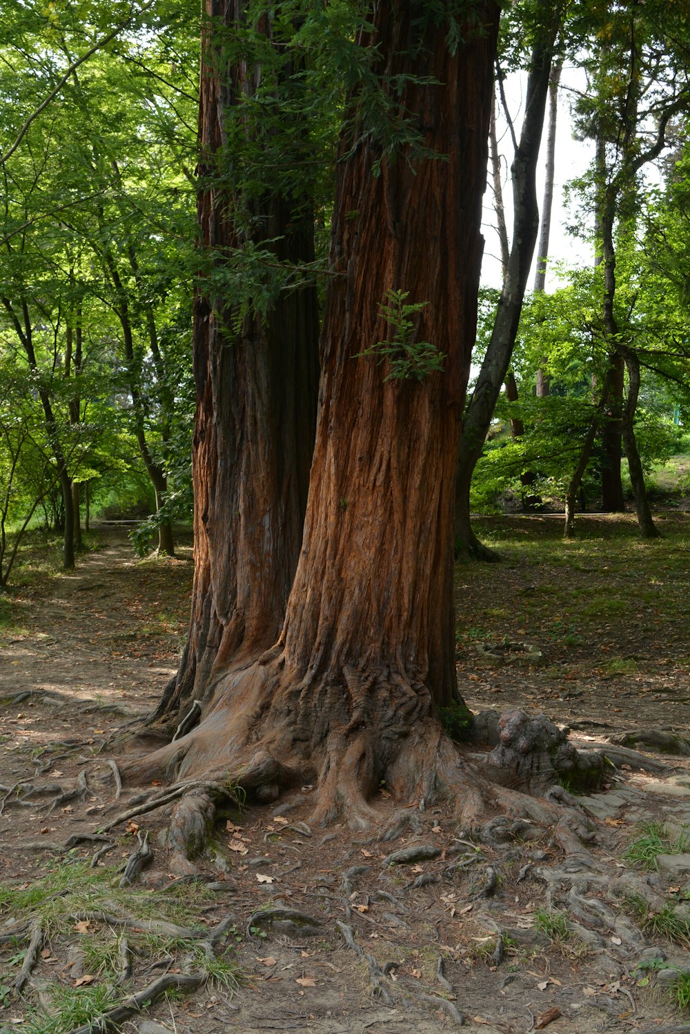 a couple of trees that are next to each other