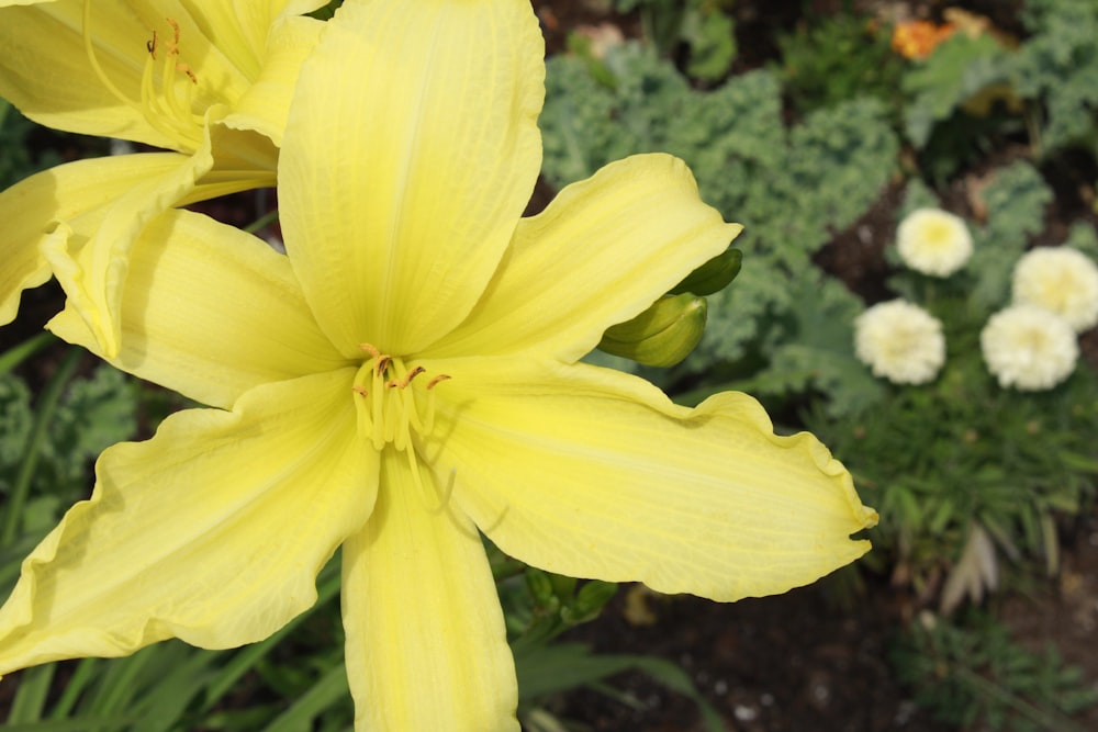 a close up of a yellow flower with other flowers in the background