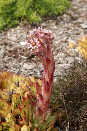 A tall succulent plant with a thick, red stalk adorned with small, light pink flowers at the top. The plant is surrounded by clusters of similar plants with green and reddish leaves. The ground is covered with wood chips, and there is green foliage in the background.