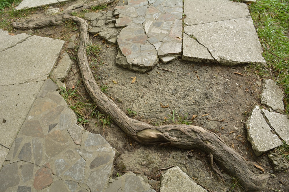 una rama de árbol tendida en el suelo junto a una pasarela de piedra