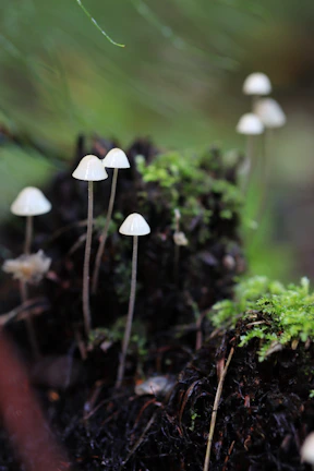 Delicate enoki mushrooms with long, slender stems against a soft background.