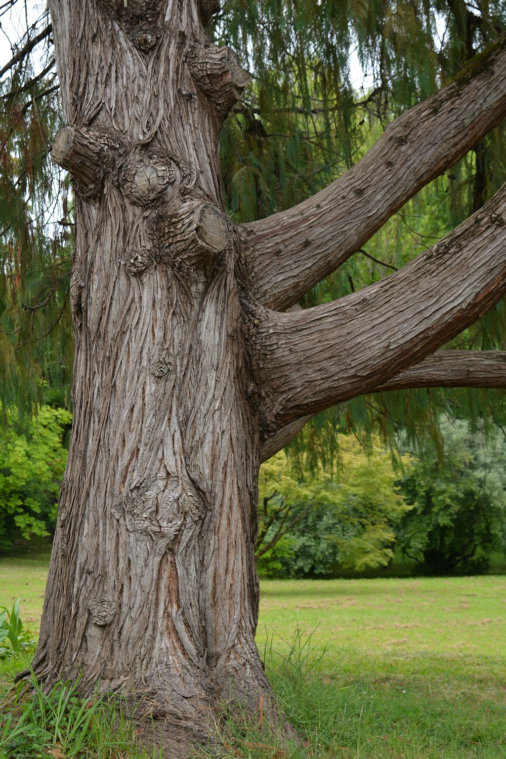 a tree with a face carved into it