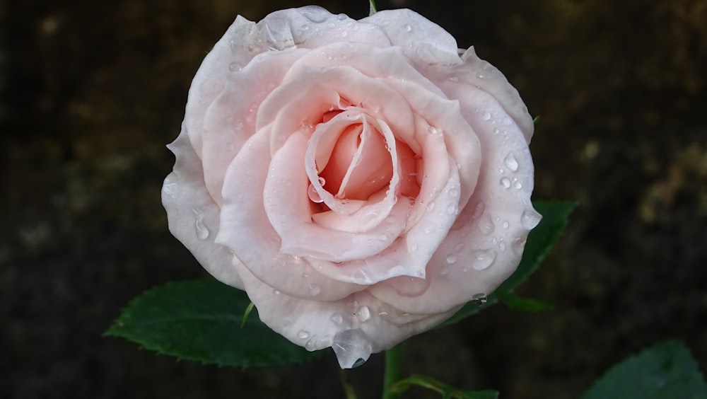 a pink rose with water droplets on it