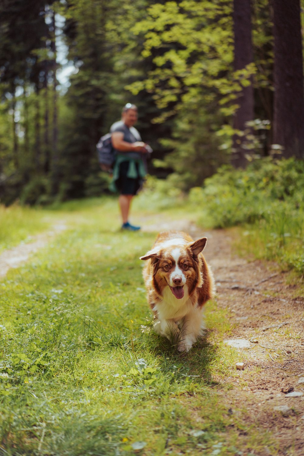 a brown and white dog running down a dirt road