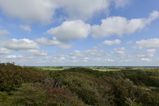 A wide view of lush green fields under a clear blue sky, dotted with mature trees.