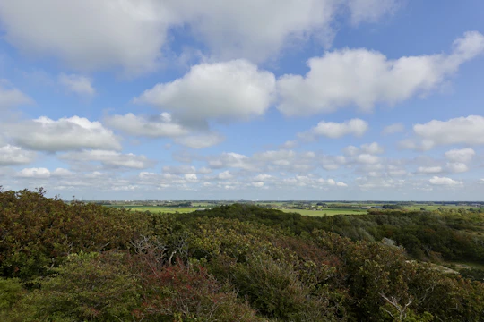 A wide view of lush green fields under a clear blue sky, dotted with mature trees.