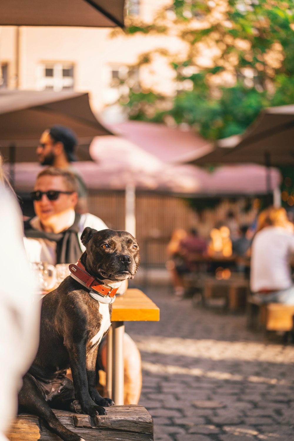 a dog is sitting on a wooden bench