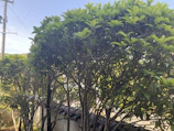 A row of neatly trimmed trees with dense green foliage stands against a low stone wall. The trunk and branches are visible beneath the leafy canopy. In the background, there is a utility pole with wires visible against the clear blue sky.