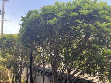 A row of neatly trimmed trees with dense green foliage stands against a low stone wall. The trunk and branches are visible beneath the leafy canopy. In the background, there is a utility pole with wires visible against the clear blue sky.