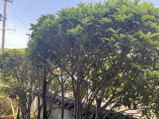 A row of neatly trimmed trees with dense green foliage stands against a low stone wall. The trunk and branches are visible beneath the leafy canopy. In the background, there is a utility pole with wires visible against the clear blue sky.