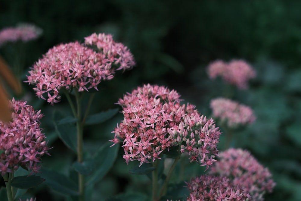 a close up of a bunch of pink flowers