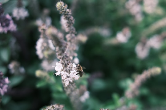 A bee is perched on a cluster of small white flowers, surrounded by a background of blurred green and brown foliage. The image captures the delicate texture of the petals and the intricate details of the bee.