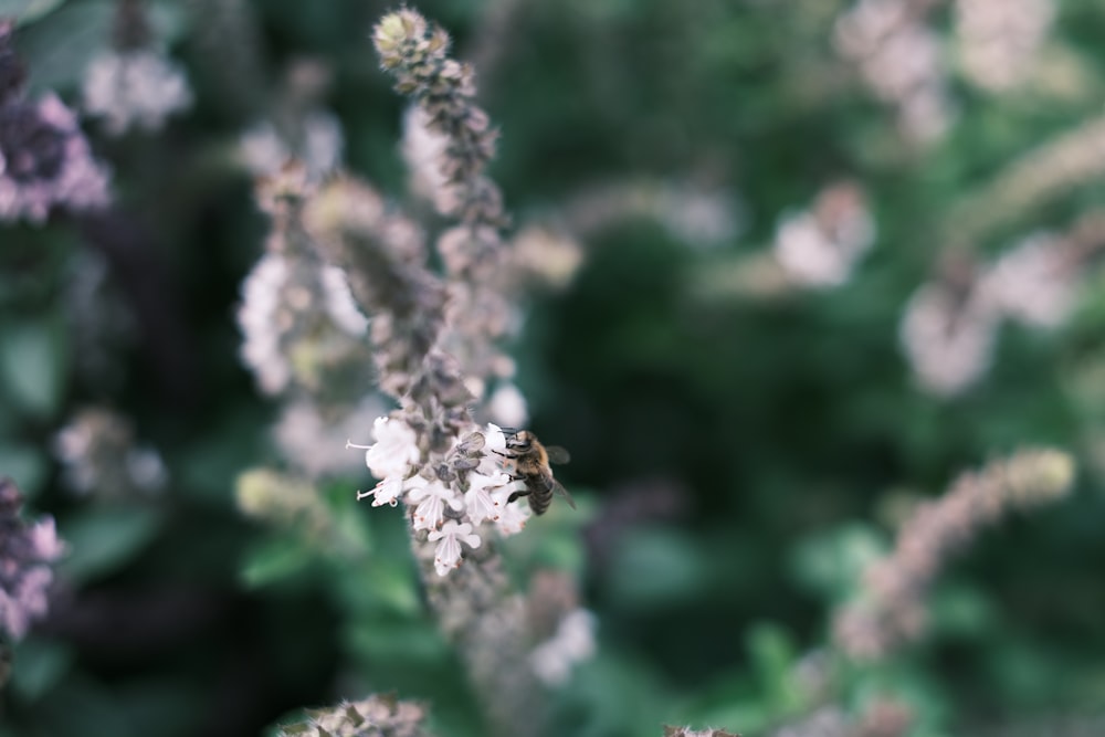 a close up of a flower with a blurry background