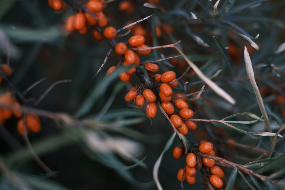 a close up of a bunch of berries on a tree