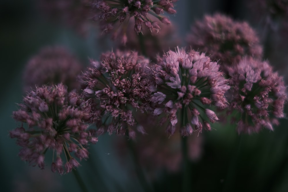 a close up of a bunch of purple flowers