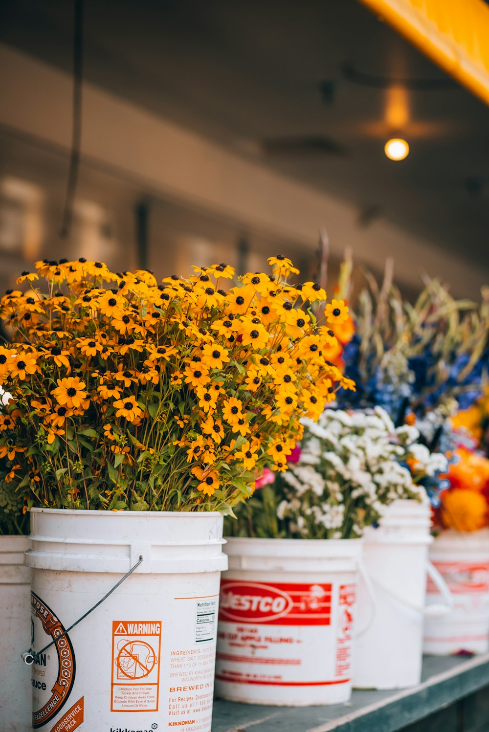 a row of buckets filled with yellow flowers
