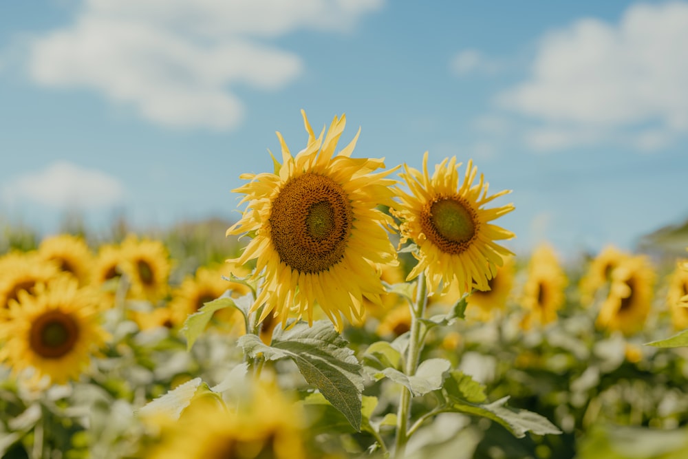 a field of sunflowers with a blue sky in the background