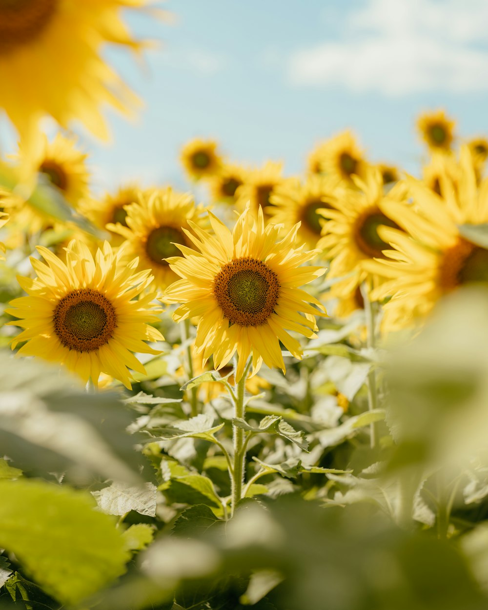 a field of sunflowers with a blue sky in the background