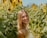 a woman standing in a field of sunflowers