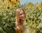a woman standing in a field of sunflowers