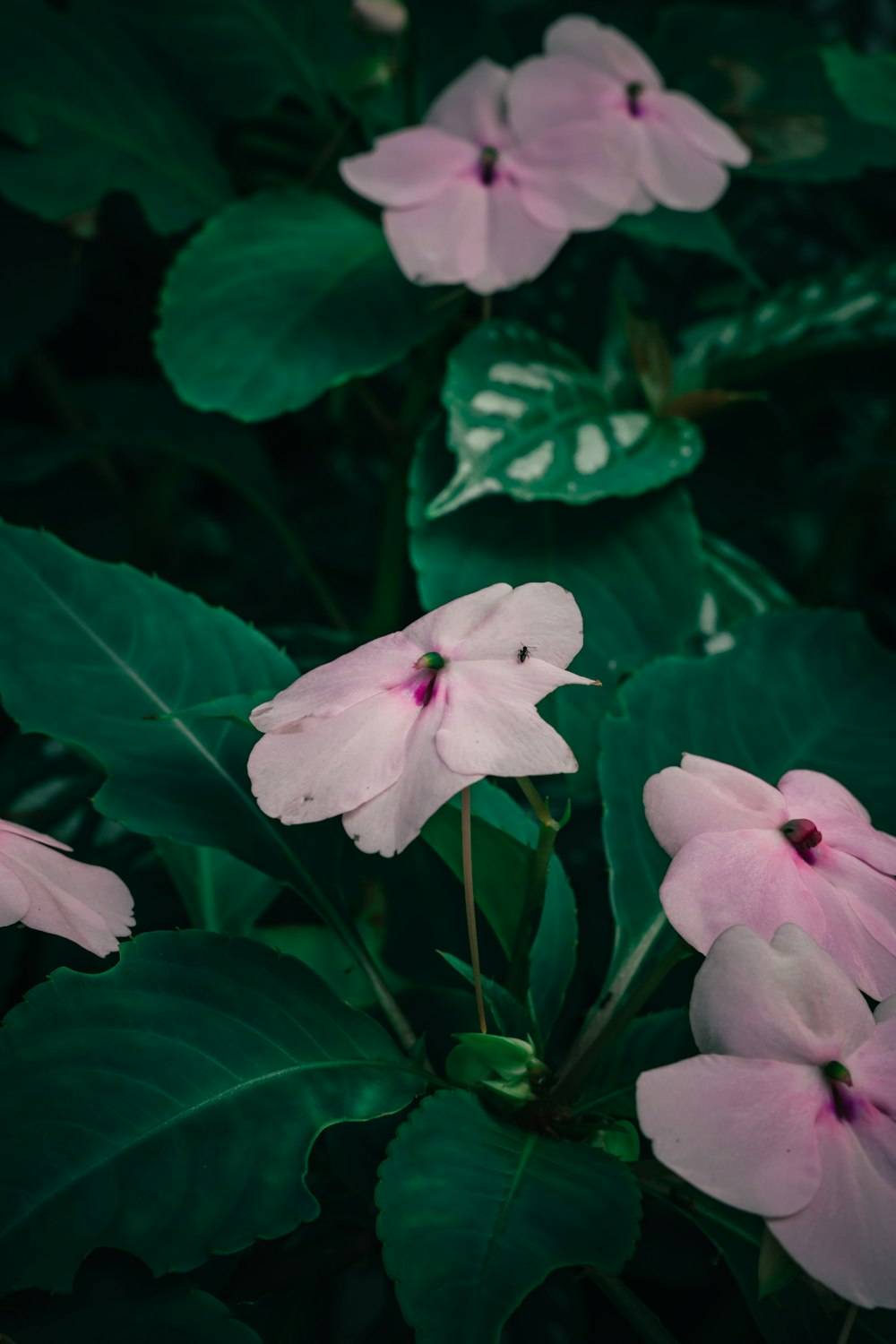 a group of pink flowers sitting on top of green leaves