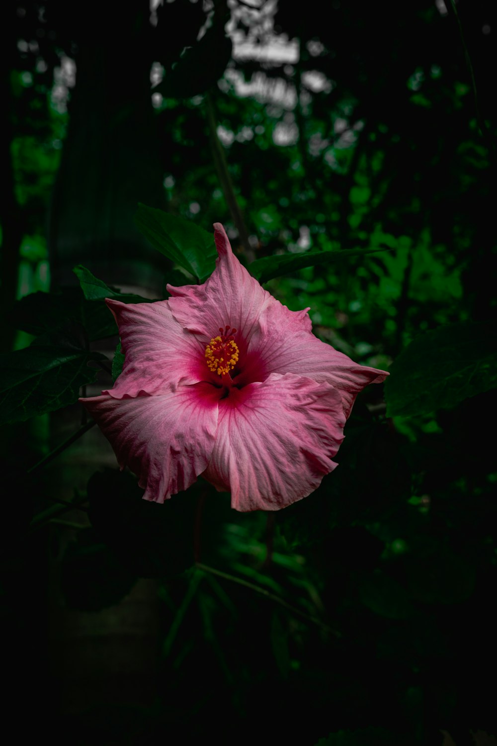 a pink flower with green leaves in the background