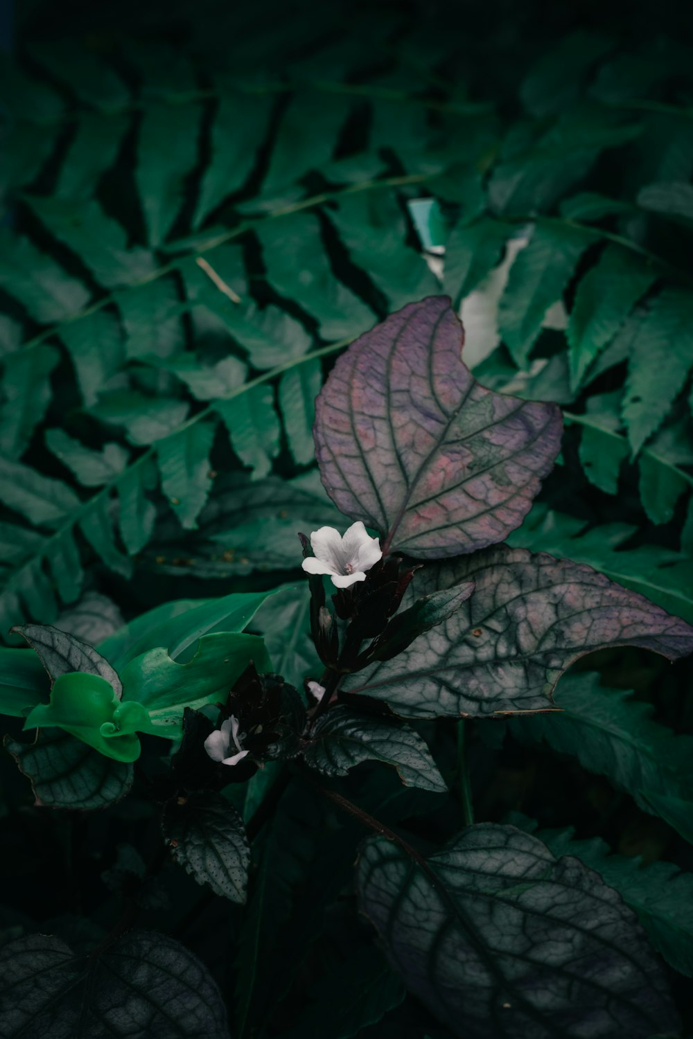 Una pequeña flor blanca sentada encima de una exuberante planta verde
