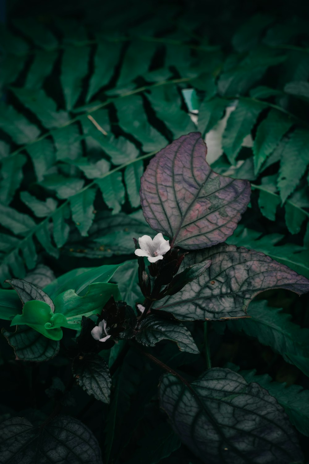 a small white flower sitting on top of a lush green plant