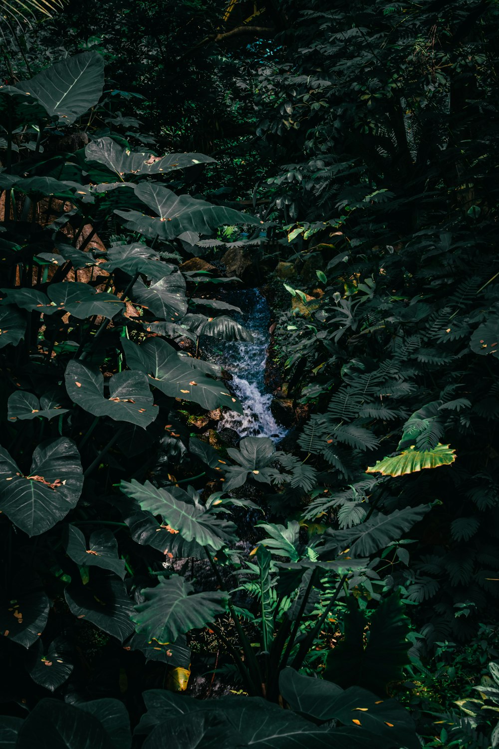 a stream running through a lush green forest