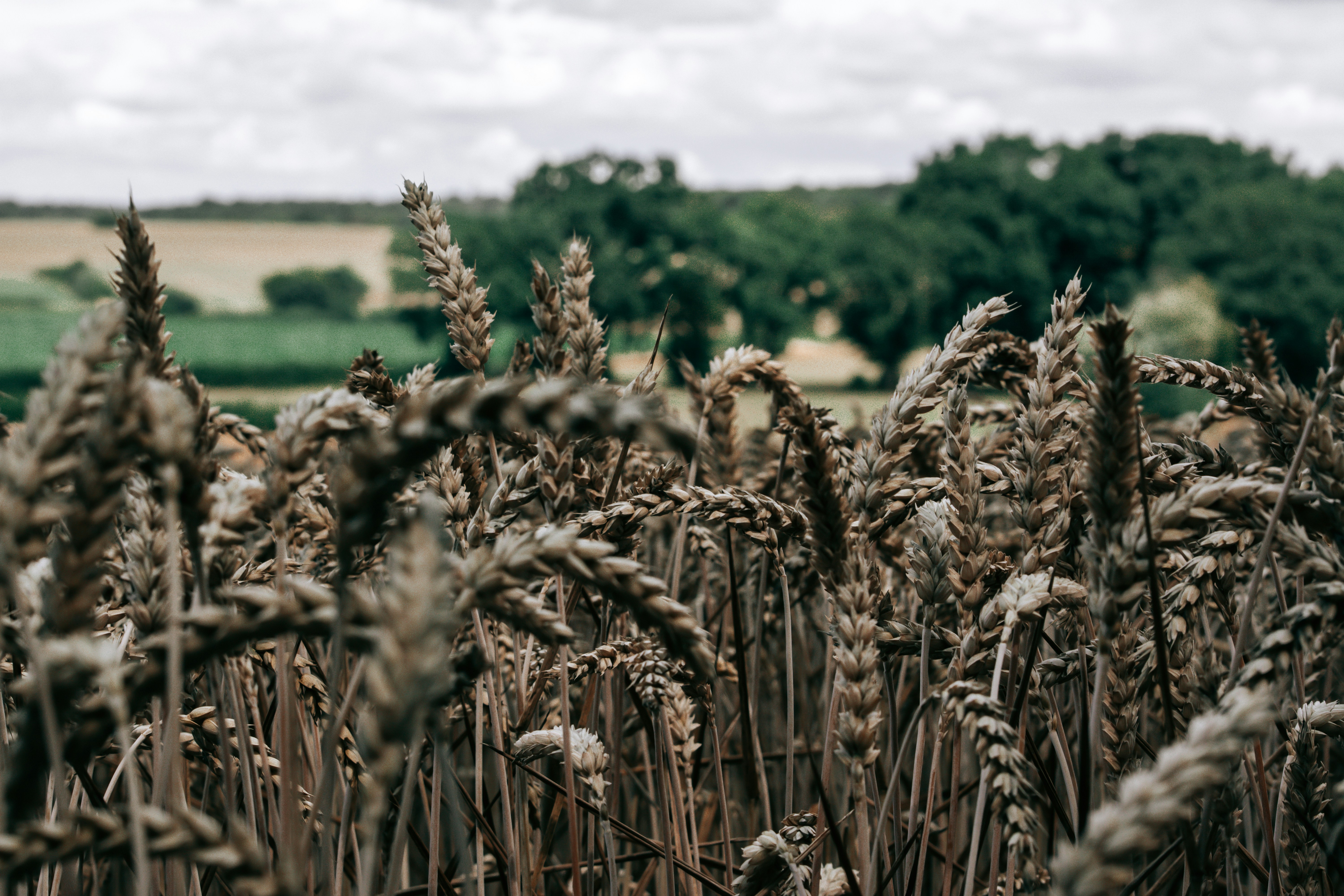 Crop field using our fertilizers
