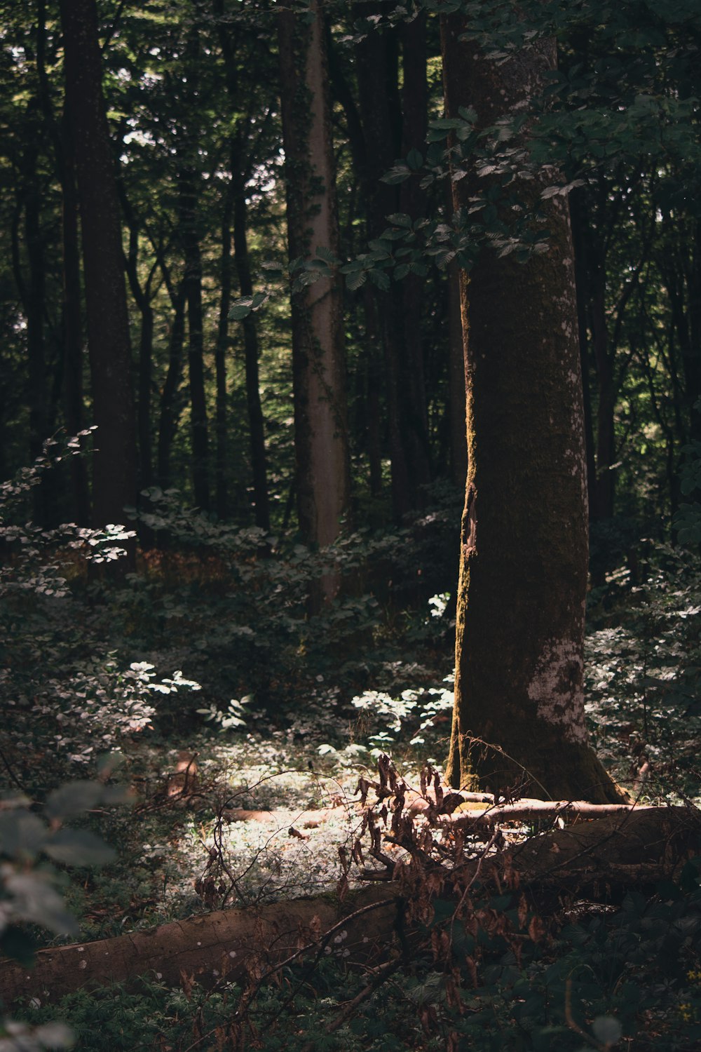 a large tree in the middle of a forest