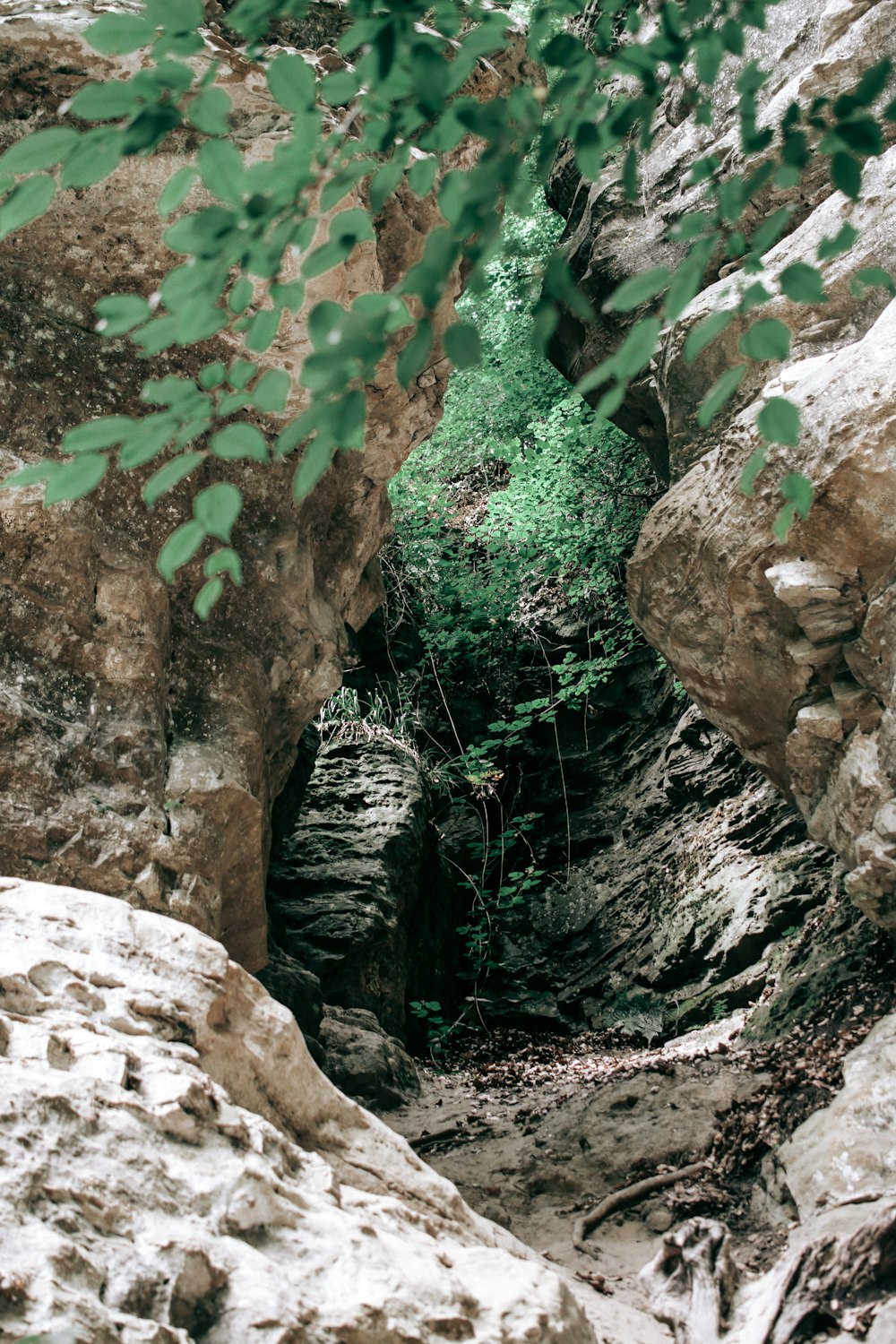 a narrow rock tunnel with trees growing out of it