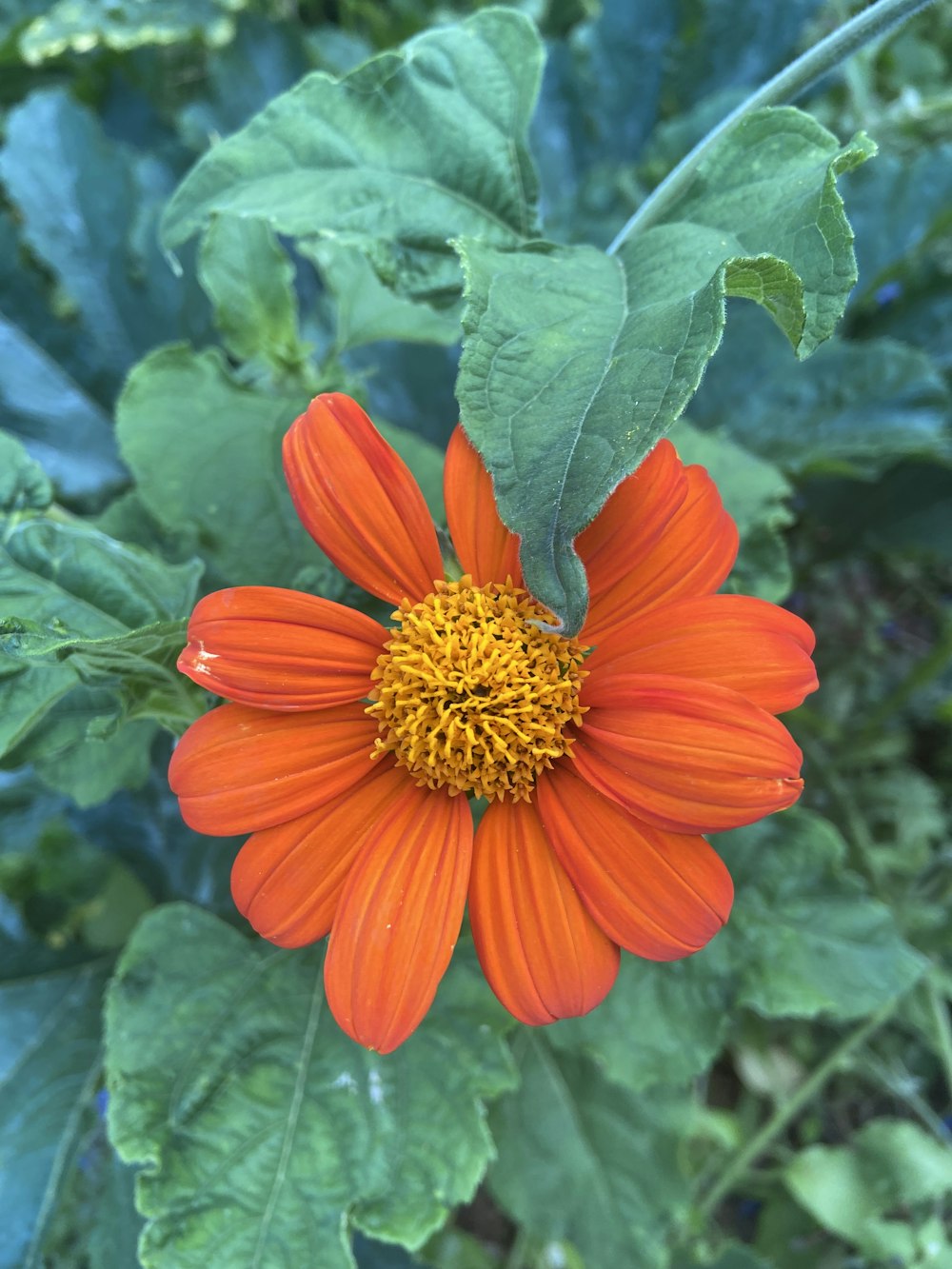 an orange flower with green leaves in the background