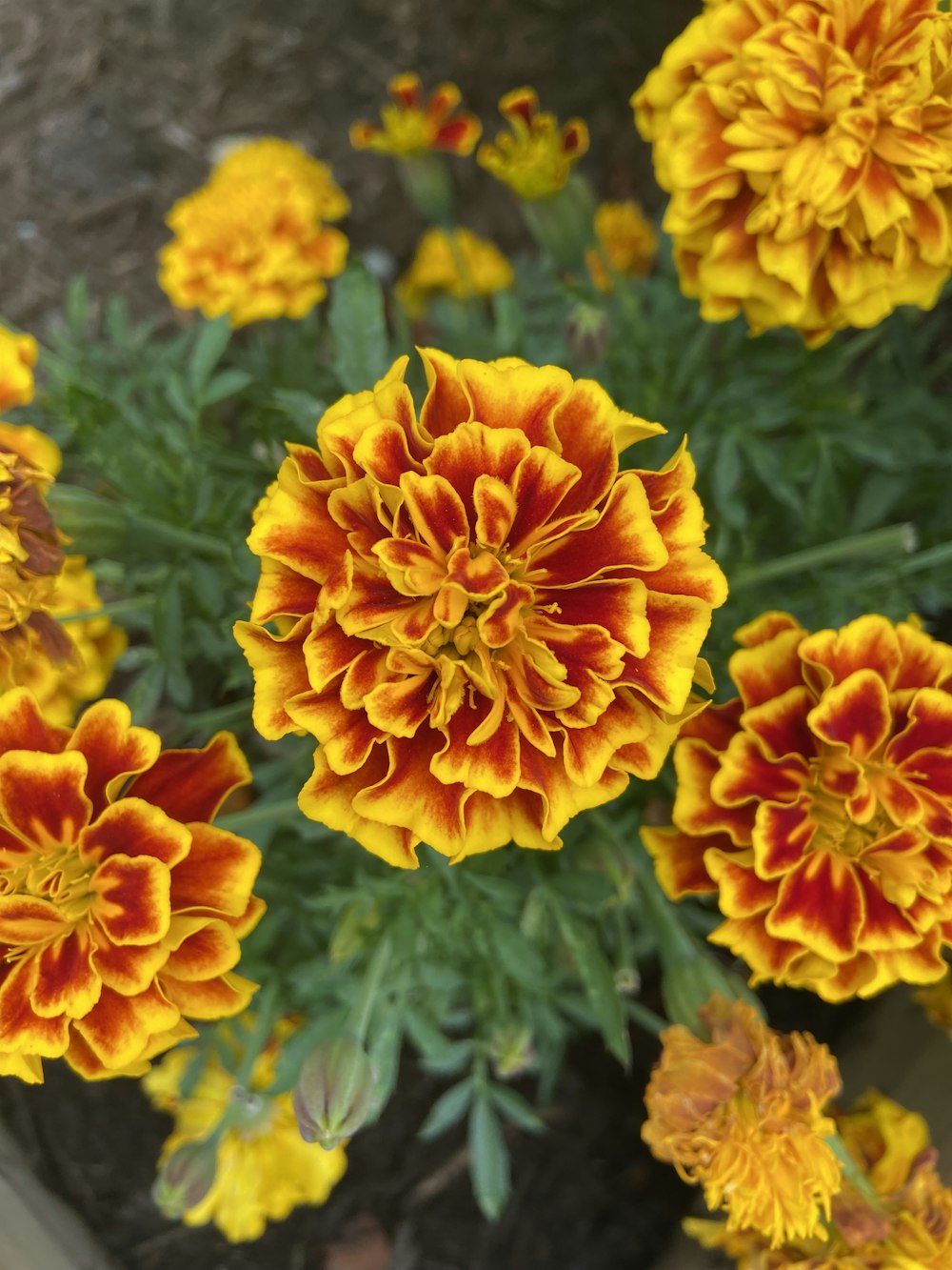 a group of yellow and red flowers in a garden