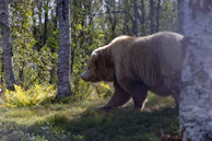 An artistic depiction of a bear wearing a backpack, hiking through a forest trail.