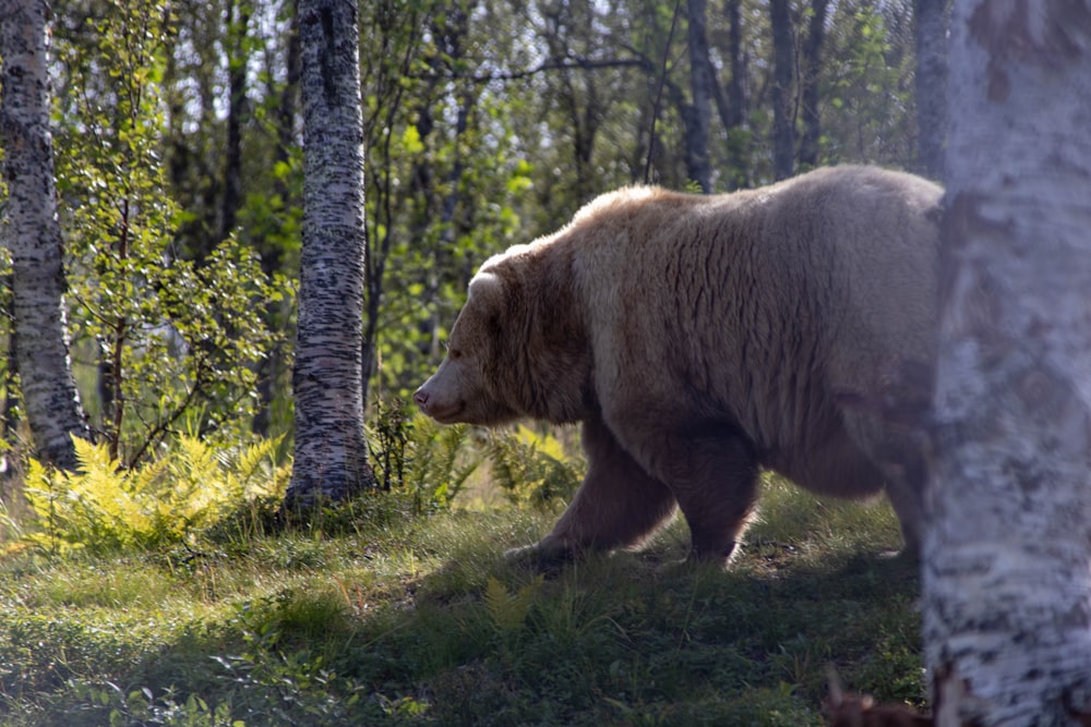 a large brown bear walking through a forest