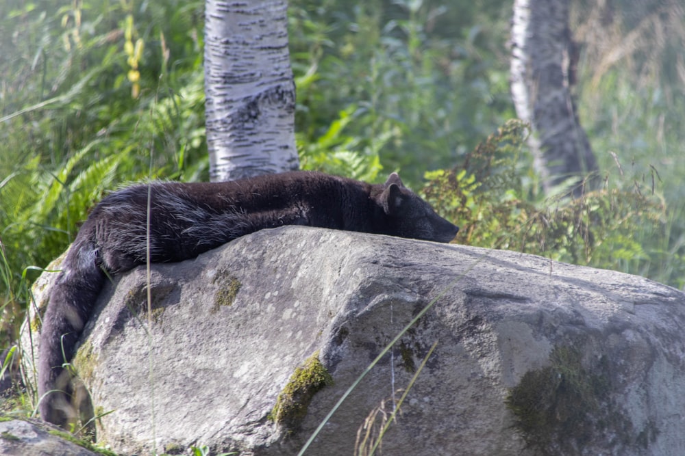 a black bear laying on top of a large rock